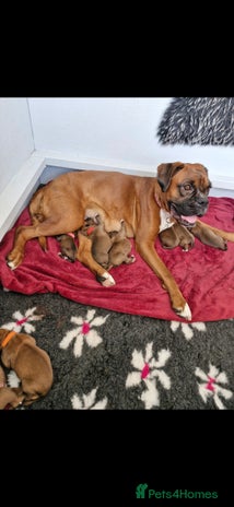 Boxer dogs - Advert 6