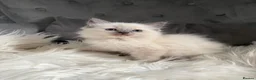 Ragdoll cats for sale: GCCF pedigree ragdolls  - Advert 2