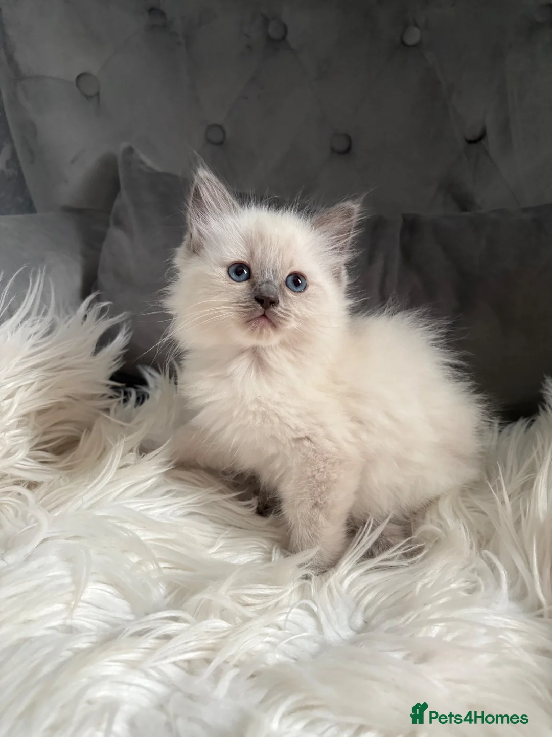 Ragdoll cats for sale: GCCF pedigree ragdolls  - Advert 2