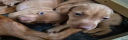 Hungarian Vizsla dogs for sale: Beautiful Hungarian Vizsla Puppies - Advert 6