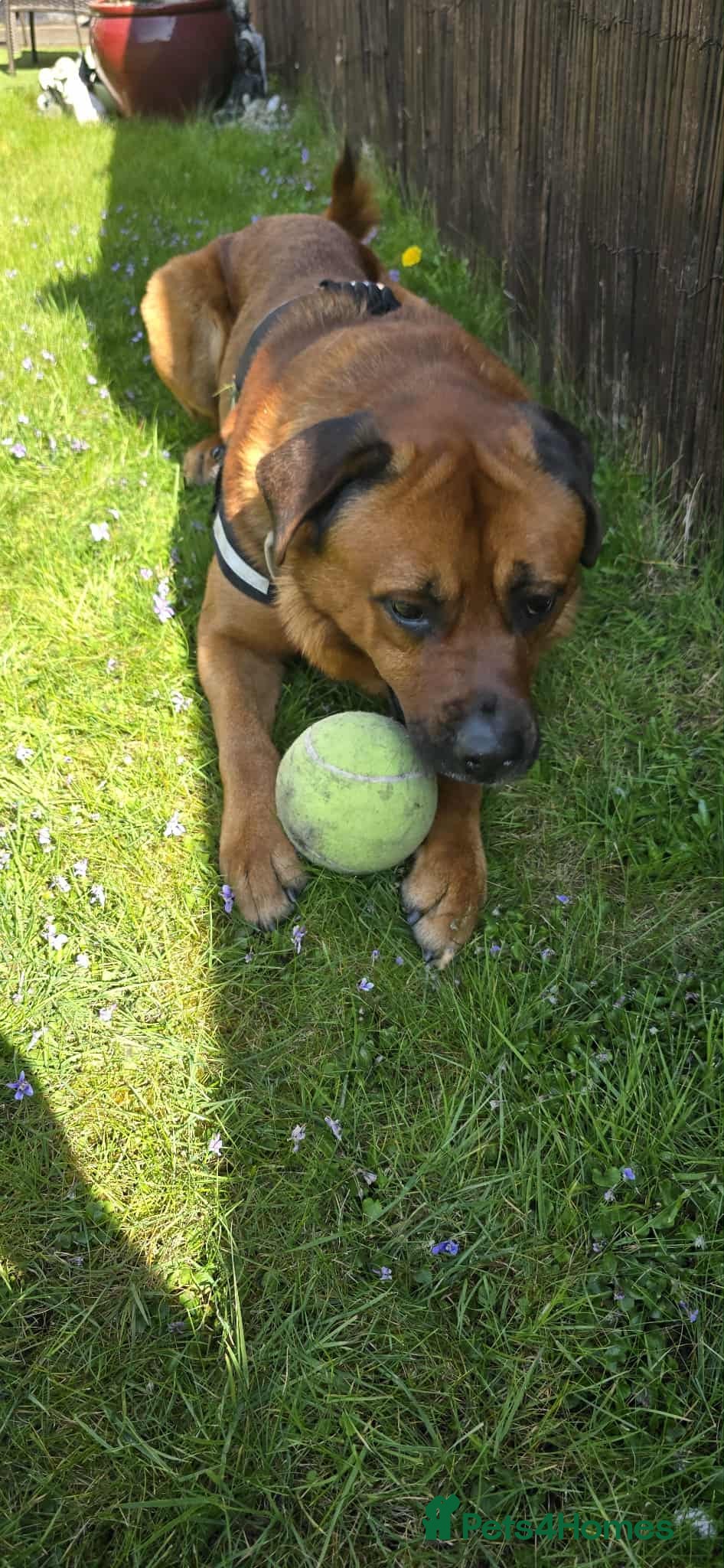 Mixed Breed dogs 4 year old rottweiler x - Advert 15