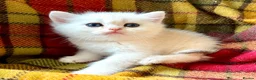 British Shorthair cats for sale: Rare Copper Silver British Shorthair Male - Advert 5