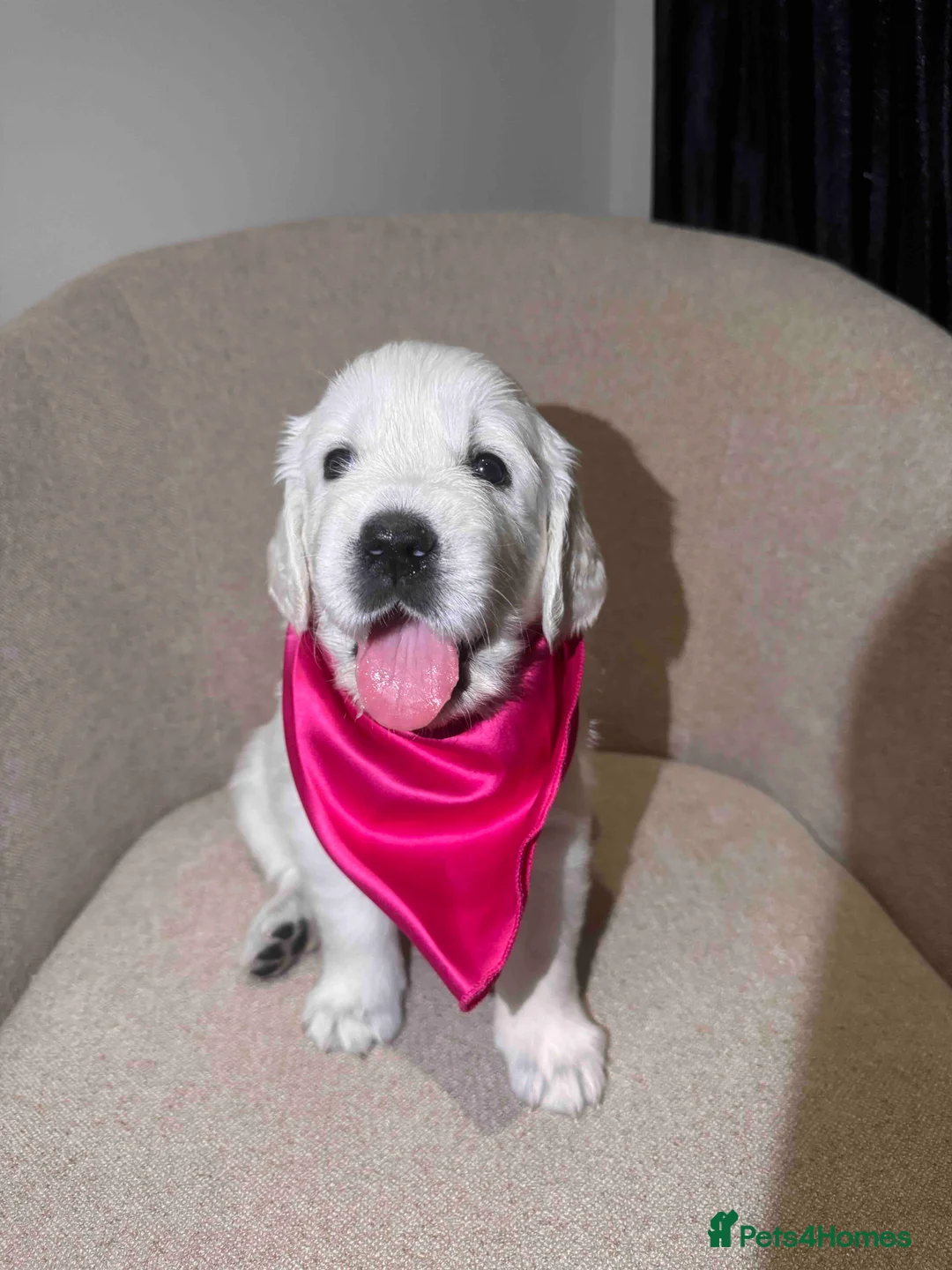 Golden Retriever dogs for sale: Exceptional Show Champion Litter   - Advert 10