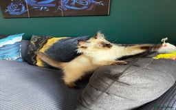 Ragdoll cats for sale: 10 weeks old Ragdoll kitten £400 - Image 9