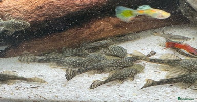 Plecos fish - Advert 5