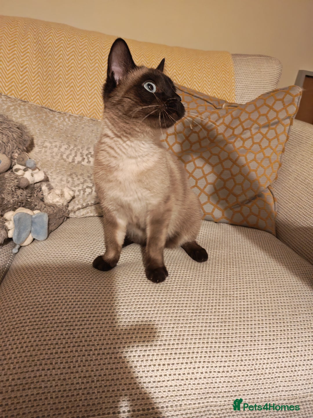 Mixed Breed cats for sale: Siamese kitten 6 months old - Advert 2