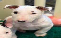 Bull Terrier dogs for sale: USA & UK Champion Bloodline English bull terriers  in Gateshead - Image 4