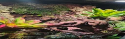 Mixed Breed reptiles for sale: established bioactive vivarium for sale. - Advert 7