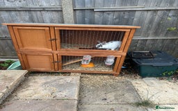 Netherland Dwarf rabbits for sale: 2 Rabbits and hutch for sale  - Image 3