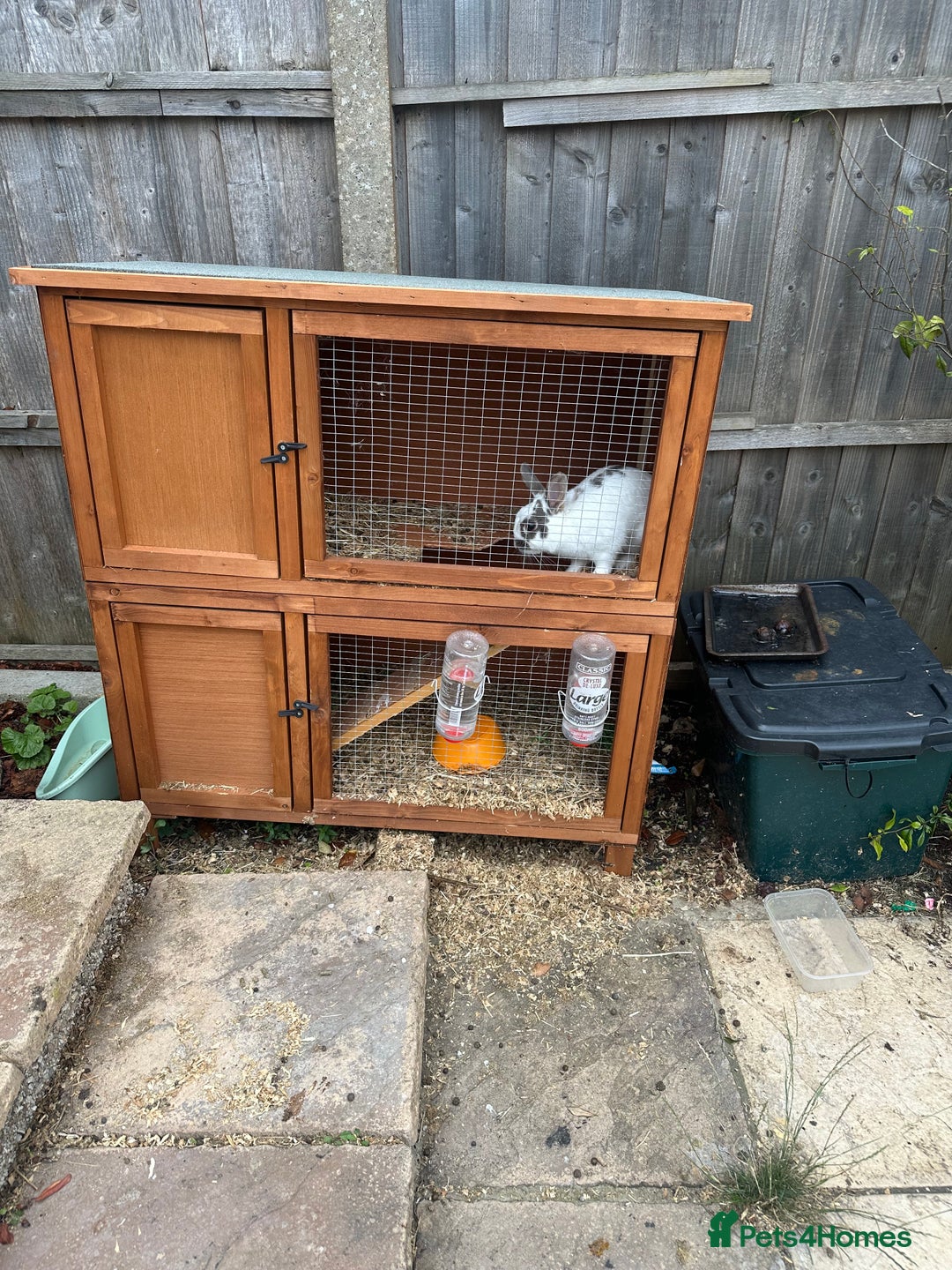 Netherland Dwarf rabbits for sale: 2 Rabbits and hutch for sale  - Image 3