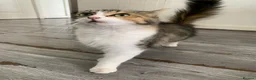 Ragdoll cats for sale: Fluffy loving female ragdoll - Advert 2