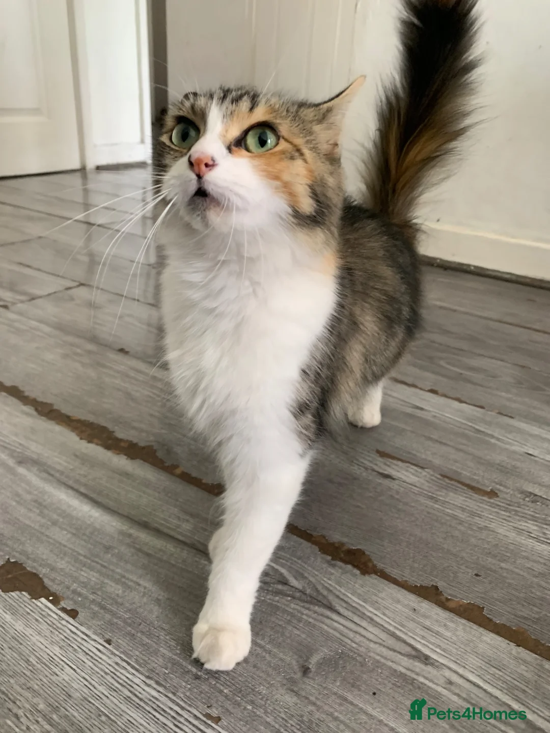 Ragdoll cats for sale: Fluffy loving female ragdoll - Advert 2