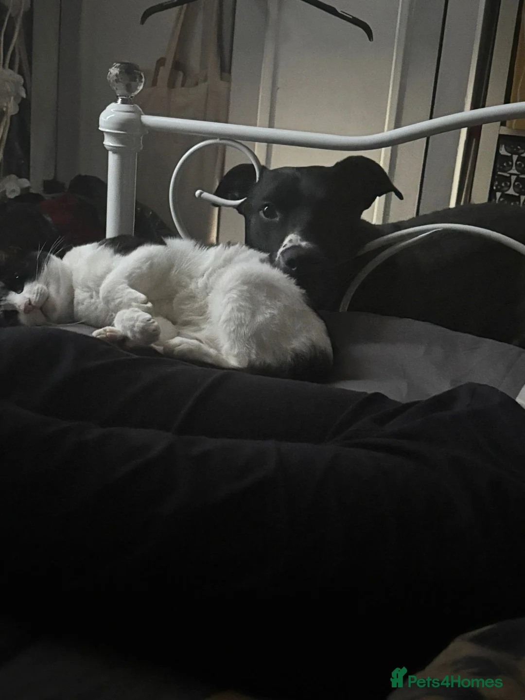 Mixed Breed dogs for adoption: Do perfect dogs exist? YES, they do:💙LOKI💙 - Advert 4