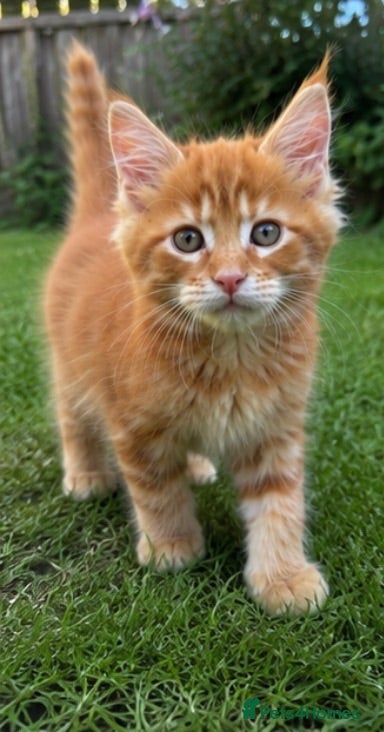 Maine Coon cats TICA Active Maine Coon Kittens – Ready Now - Advert 1