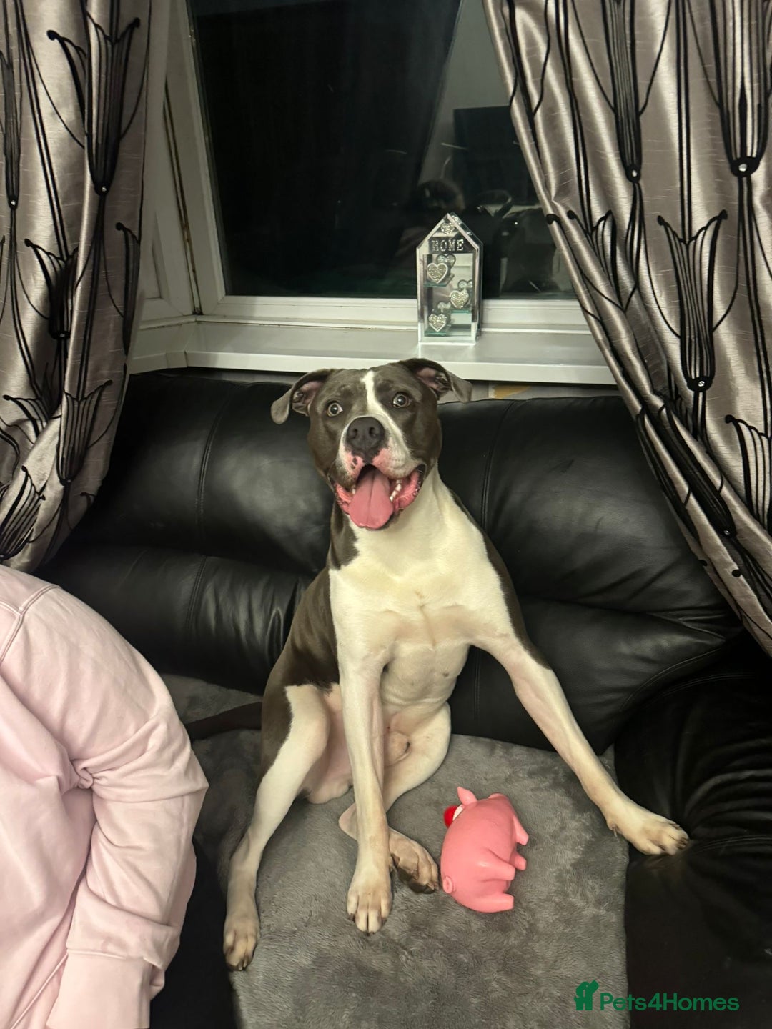 Presa Canario dogs for sale: Hugo  - Image 2
