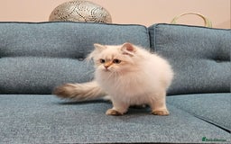 Scottish Fold cats for sale: Excellent Scottish straight kittens  - Advert 34