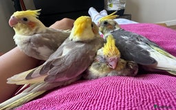 Cockatiels birds for sale: Cockatiel chicks  - Image 14