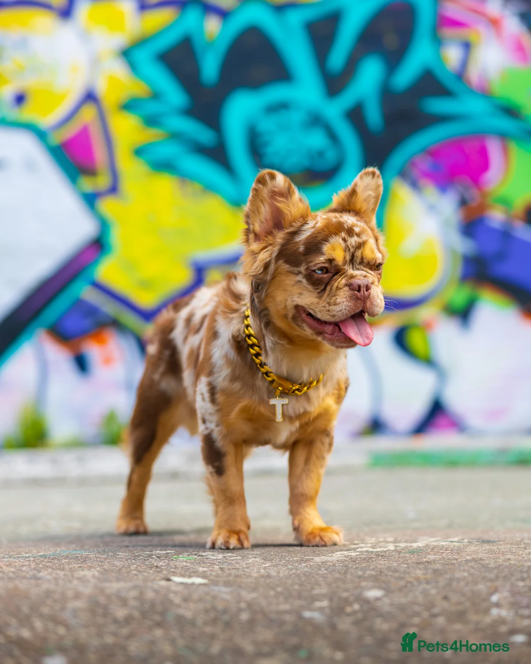 French Bulldog dogs for stud: Visual Fluffy New Shade Rojo Tri Merle 🦁🍫🎨  in Bangor - Advert 11