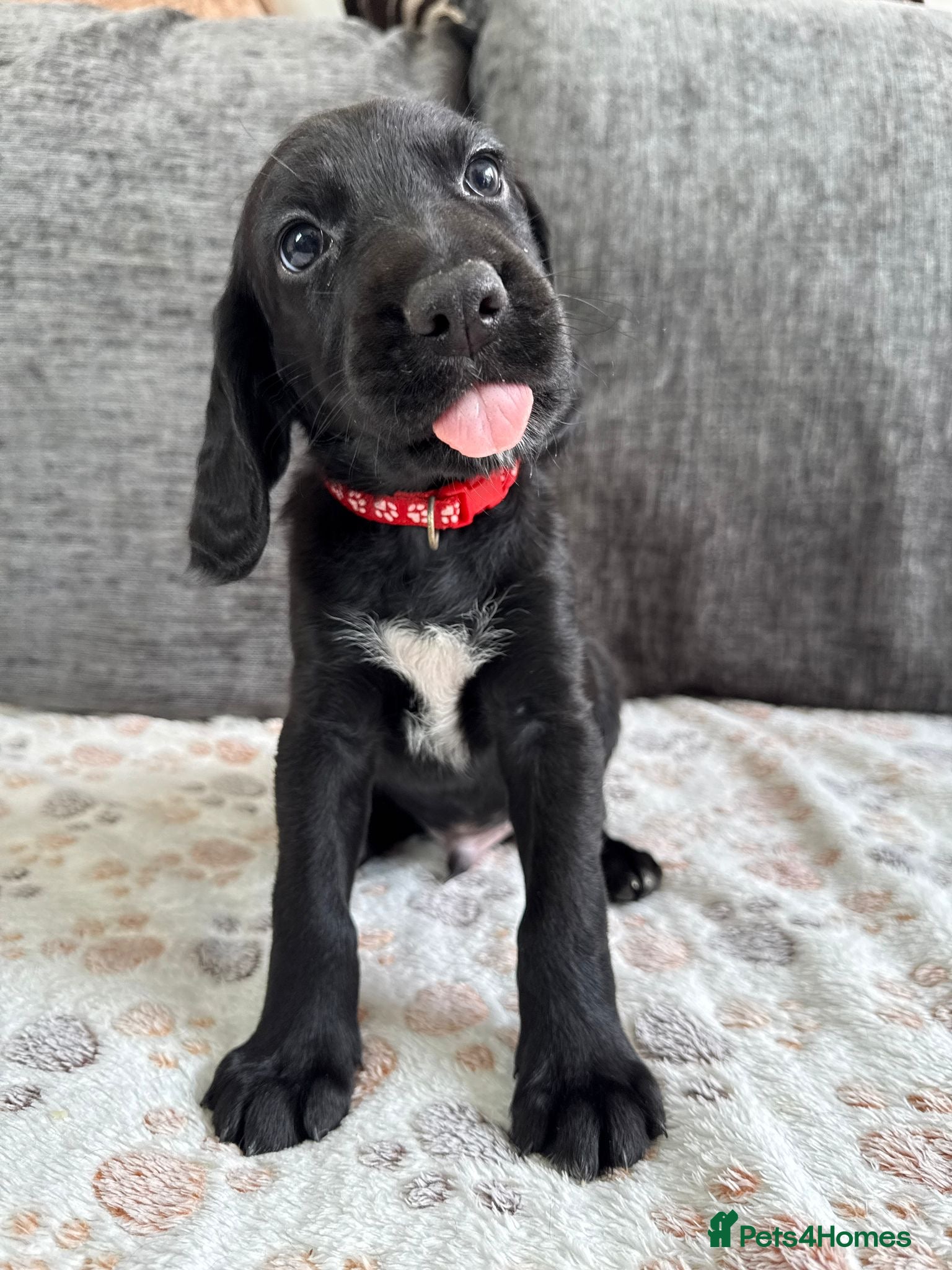 Mixed Breed dogs Beautiful GSD x cocker spaniel x Irish setter pups - Advert 2