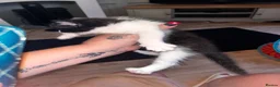 Norwegian Forest Cat cats for sale: Norwegian forest cats  - Advert 20