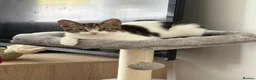 Mixed Breed cats for sale: Sushi - female (7 months) - Advert 4