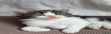 Tabs