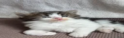 Mixed Breed cats for sale: 7 very fluffy Mainecoon mix breed kittens  - Advert 21