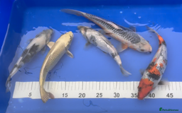 Koi Carp fish for sale: Huge selection of Japanese Koi for sale - Image 17