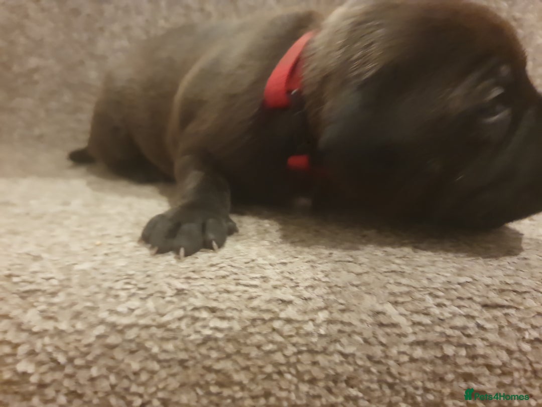 Staffordshire Bull Terrier dogs for sale: Staffordshire Bull Terrior Pups - 9 in total. - Image 32