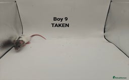 Rat rodents for sale: OCT: 32 Rats (7 Rats: 4 Boys, 3 Girls Left) - Advert 9