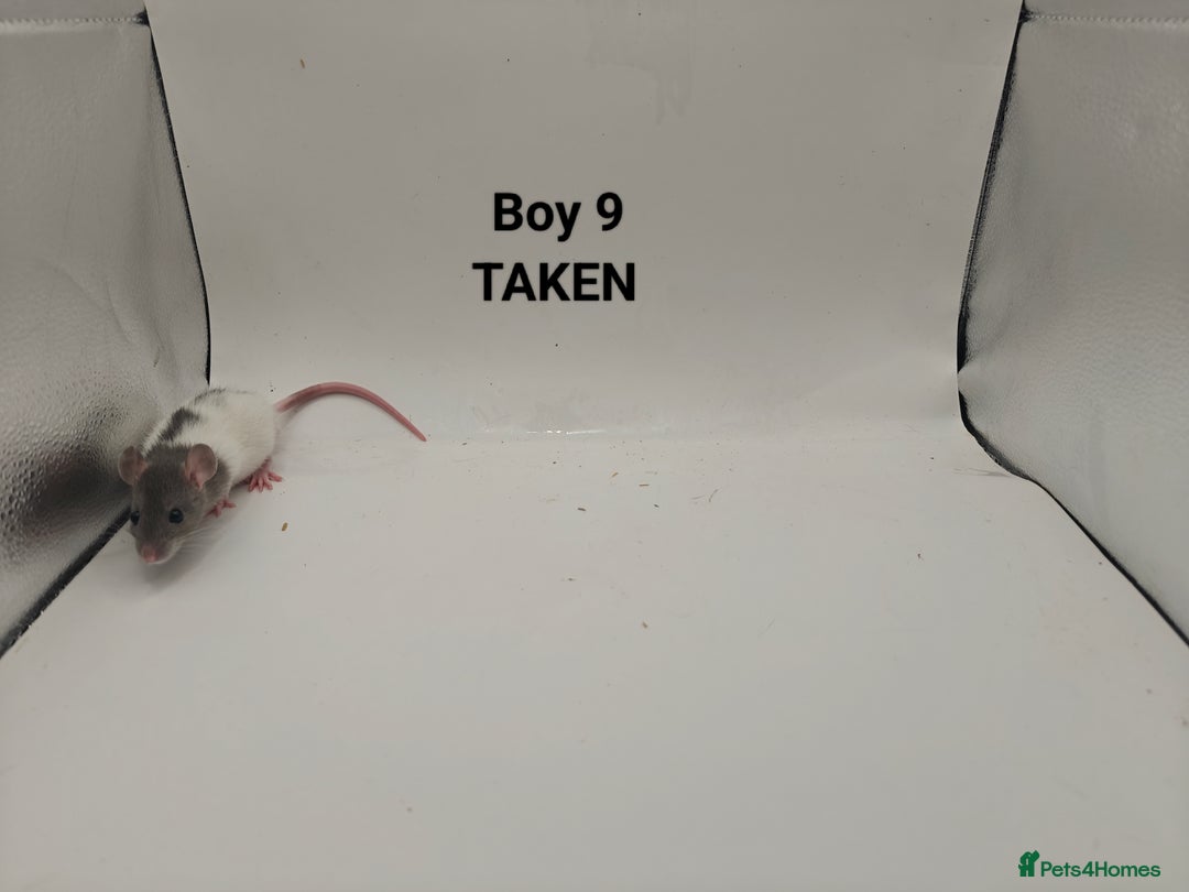 Rat rodents for sale: OCT: 32 Rats (7 Rats: 4 Boys, 3 Girls Left) - Advert 9