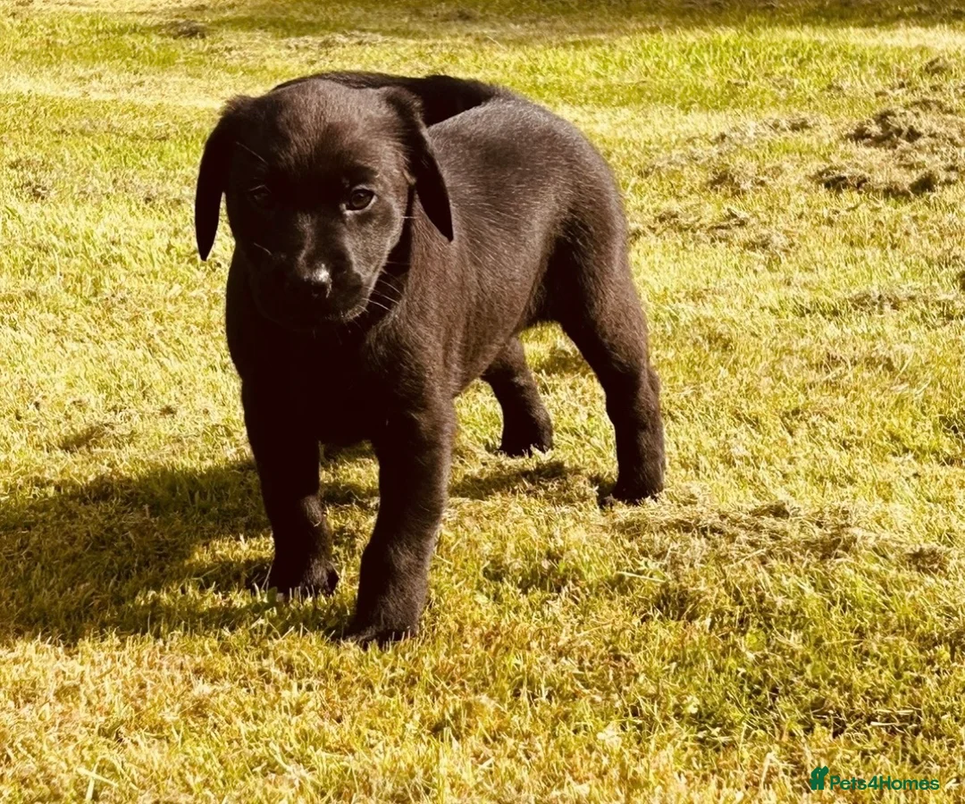 Cockerdor dogs for sale: Beautiful black and chocolate cockerdors - Advert 2