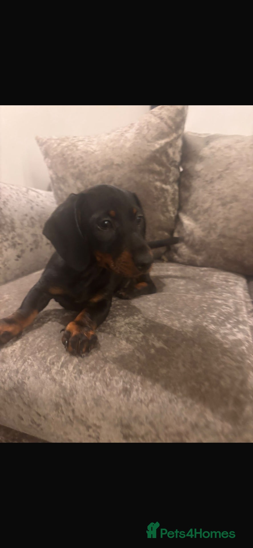 Dachshund dogs Standard Dachshund for sale x 3  - Advert 1