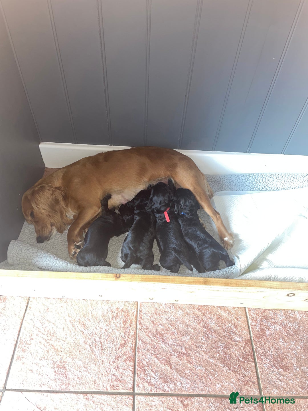 Cocker Spaniel dogs for sale: Working cocker spaniel  - Image 9
