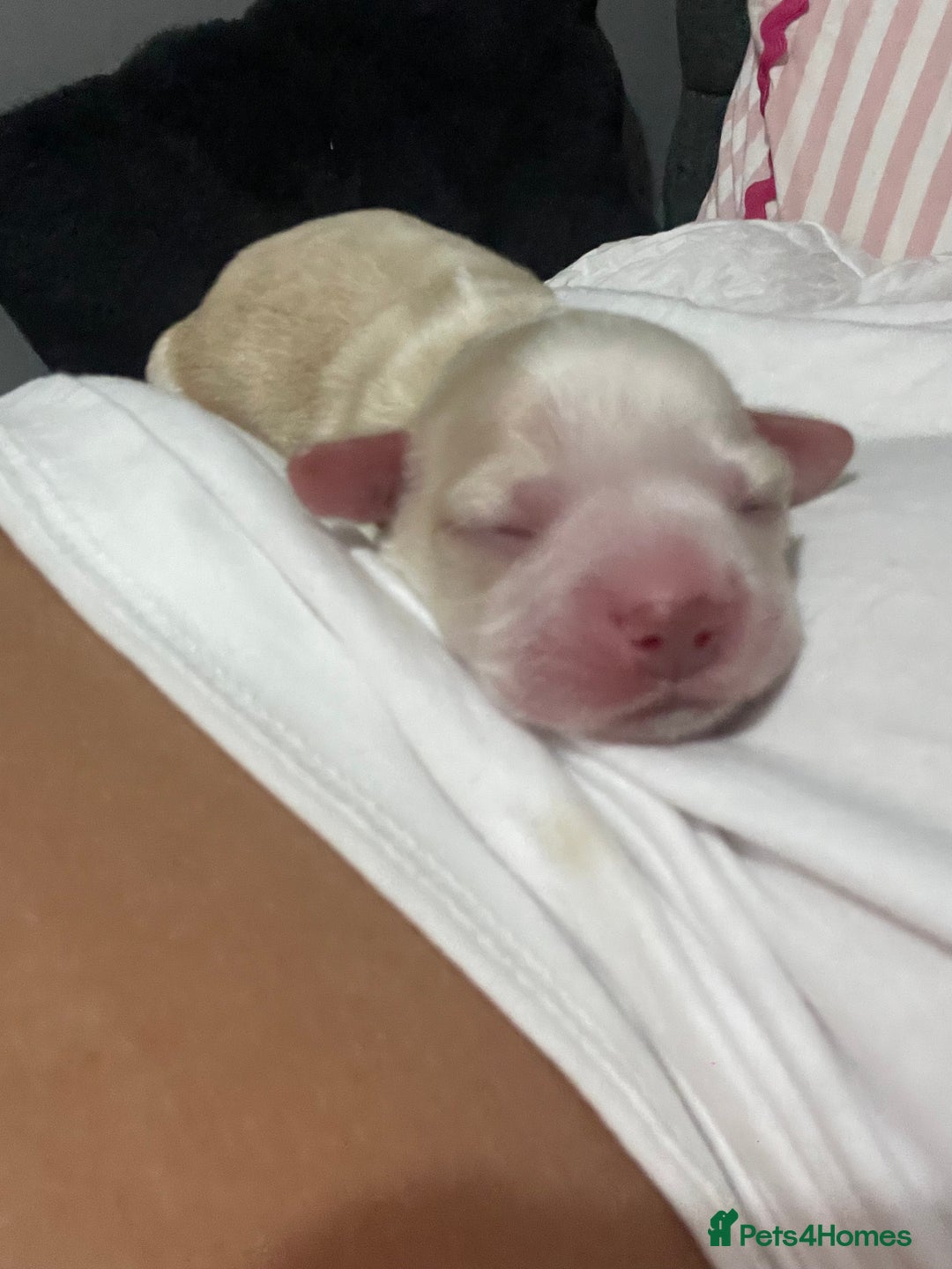 Mixed Breed dogs for sale: Cotton de tulears x spaniel - Image 5