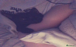 Mixed Breed cats for sale: 1 male 1 female - Advert 3