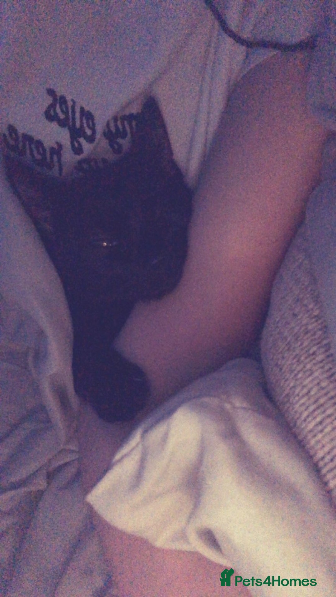 Mixed Breed cats for sale: 1 male 1 female - Advert 3