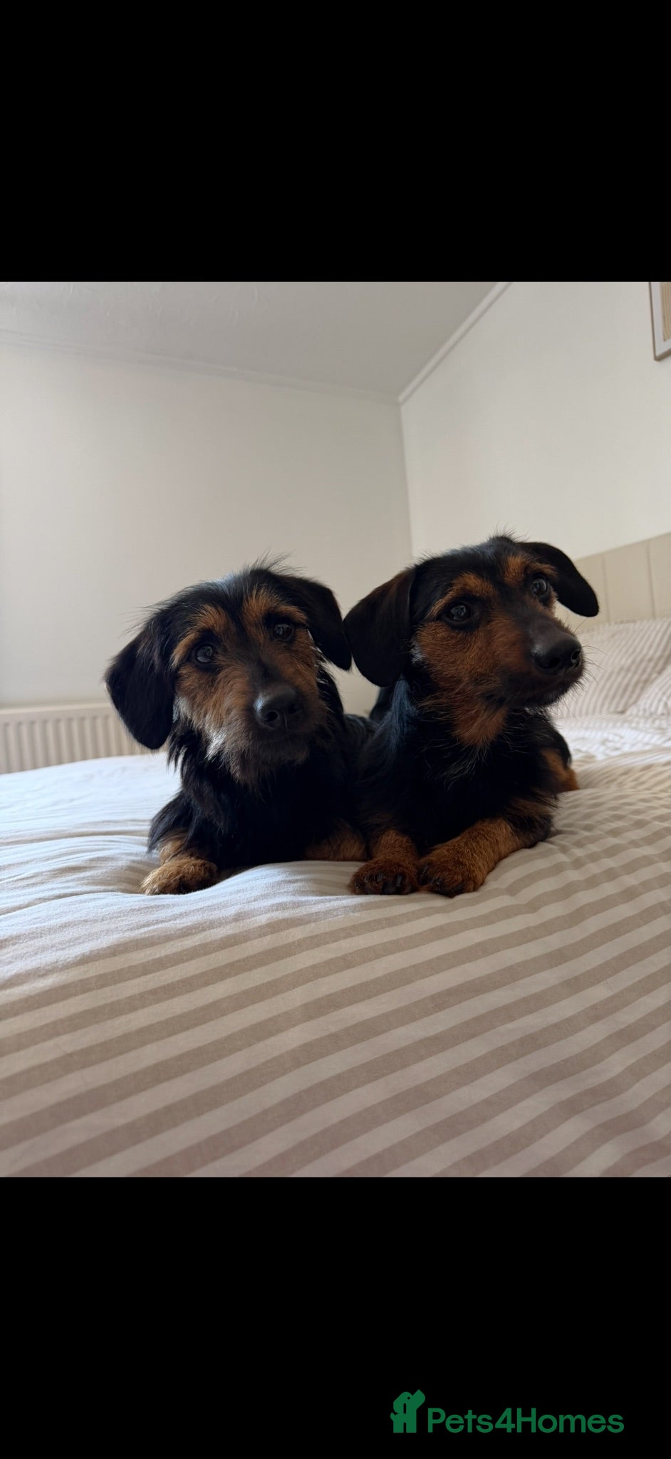 Mixed Breed dogs Two male dachshund cross yorkshire terrier pups - Advert 9
