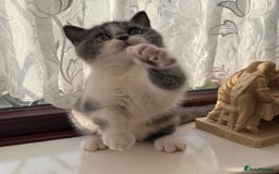 British Shorthair cats for sale: Stunning litter of kittens  - Advert 15