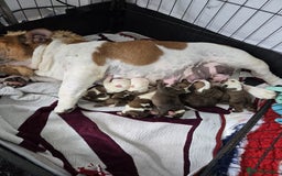 English Bulldog dogs for sale: Show Kennel Avaword Bulldog puppies  - Image 3