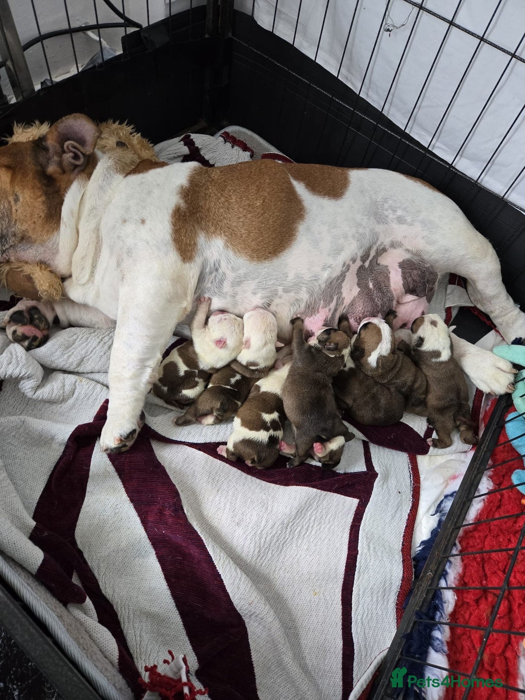 English Bulldog dogs for sale: Show Kennel Avaword Bulldog puppies  - Image 3