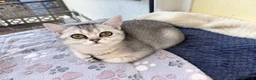 British Shorthair cats for sale: BSH GCCF registered silver chinchilla last girl - Advert 2