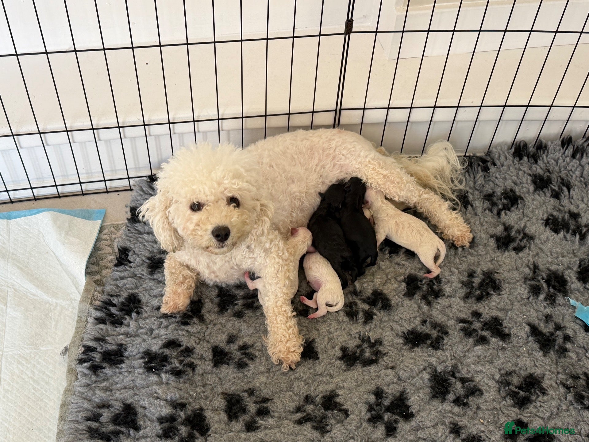 Poochon dogs Health tested poochons  - Advert 2