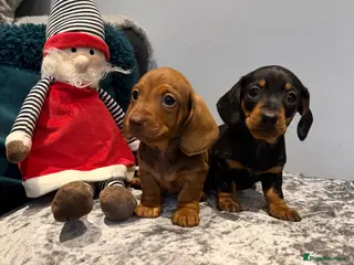Miniature Dachshund dogs Stunning puppies,kc reg and pra clear - Advert 13