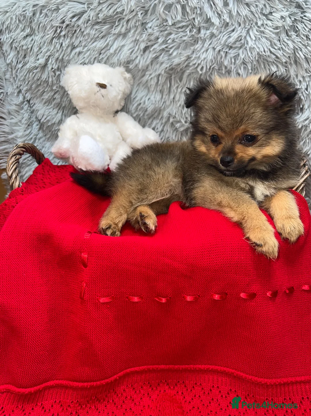 Pomeranian dogs for sale: Only two beautiful Pomeranian babies left - Advert 2