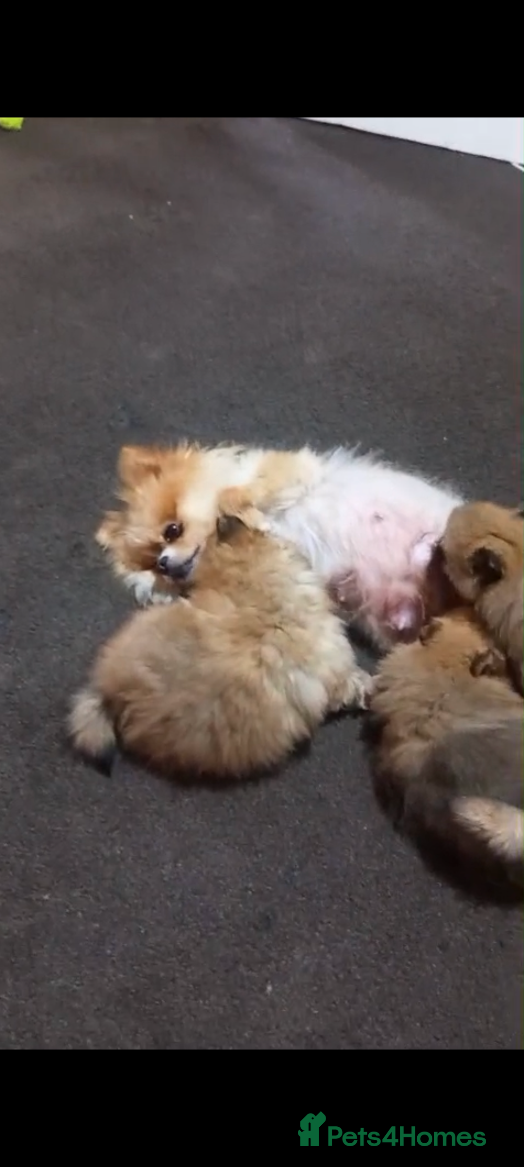 Pomeranian dogs for sale: Pomeranian puppy  - Advert 1