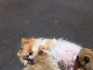 Pomeranian dogs Pomeranian puppy - Advert 2