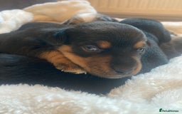 Jack Russell dogs for sale: Miniature Jack Russells  - Image 10