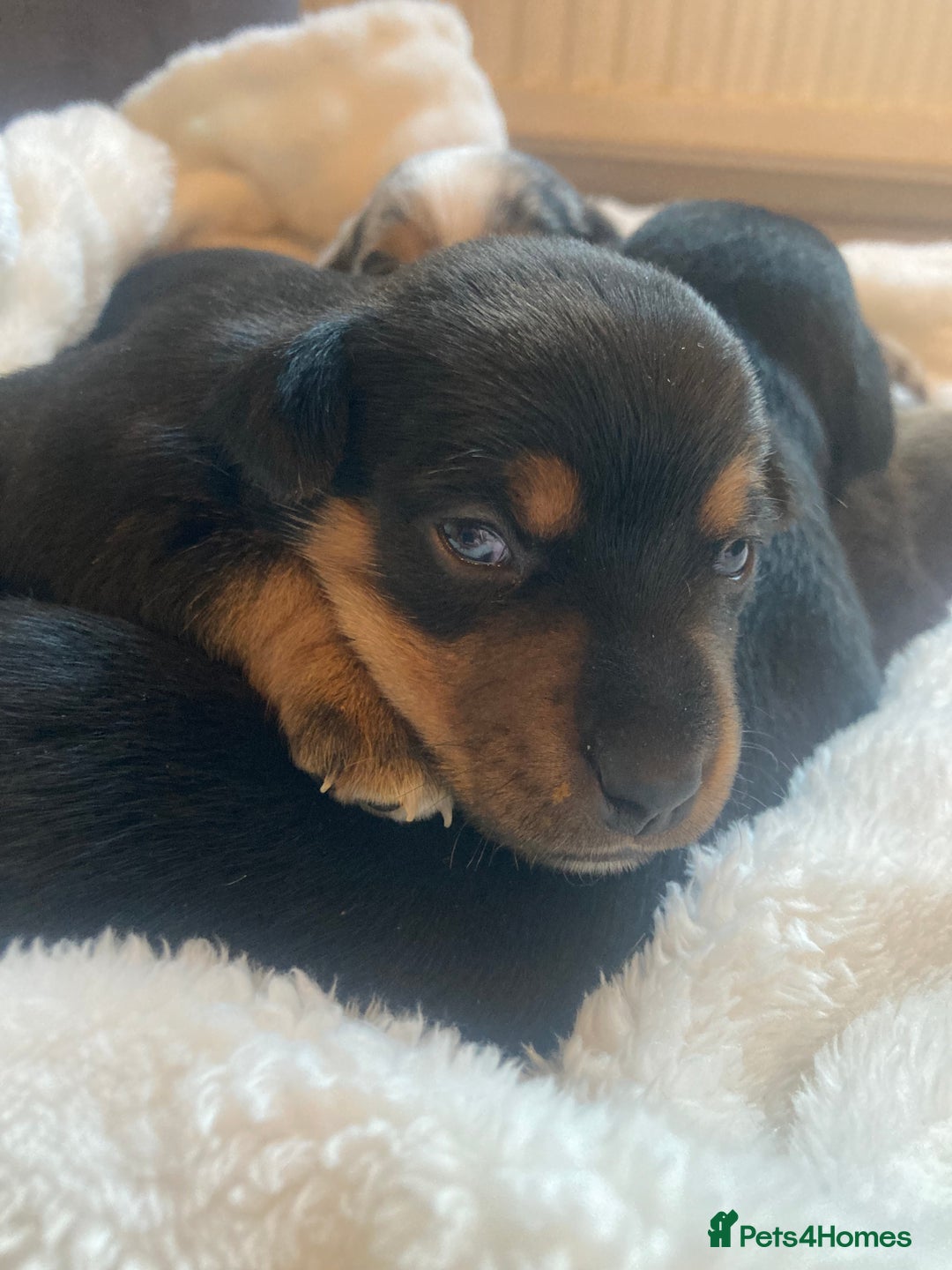 Jack Russell dogs for sale: Miniature Jack Russells  - Image 10