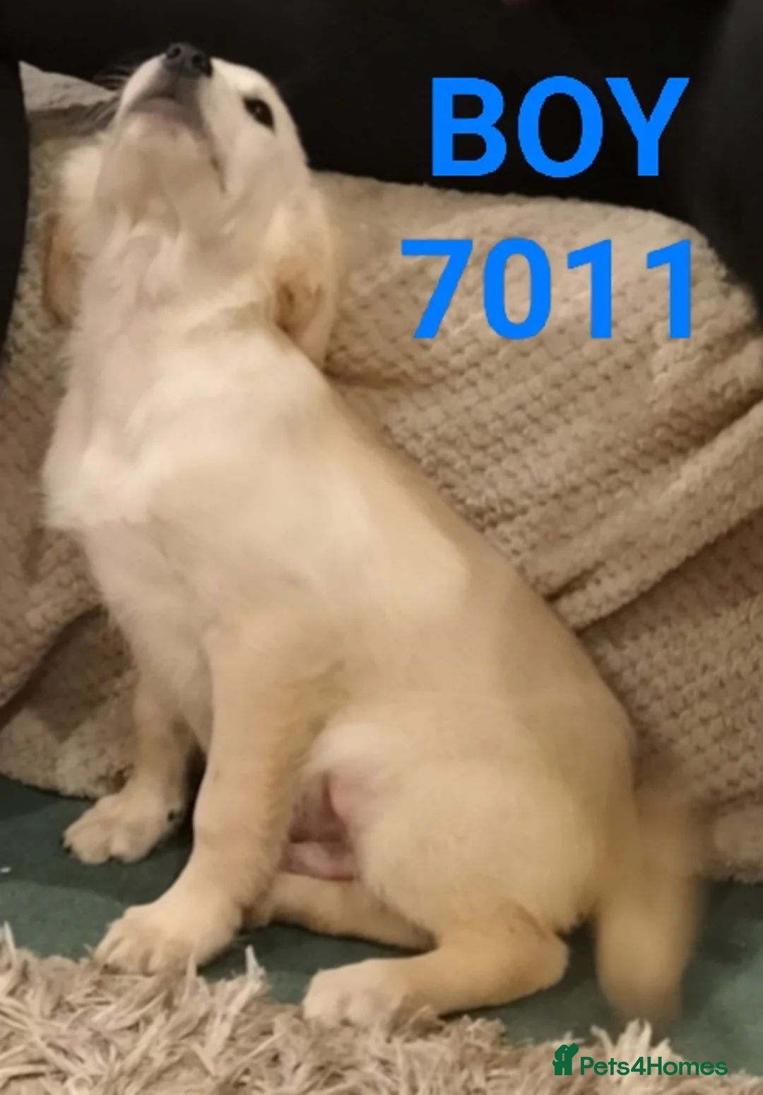 Golden Retriever dogs for sale: GOLDEN RETRIEVER PUPS - Advert 15